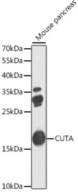 Invitrogen CUTA Polyclonal Antibody 100 &mu;L; Unconjugated:Antibodies,