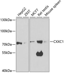 Invitrogen CGBP Polyclonal Antibody 100 μL; Unconjugated:Antibodies,