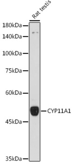 Invitrogen CYP11A1 Polyclonal Antibody 100 &mu;L; Unconjugated:Antibodies,