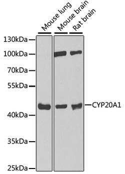 Invitrogen CYP20A1 Polyclonal Antibody 100 &mu;L | Buy Online | Invitrogen&trade; | Fisher Scientific
