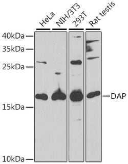 Invitrogen DAP Polyclonal Antibody 100 &mu;L; Unconjugated:Antikroppar