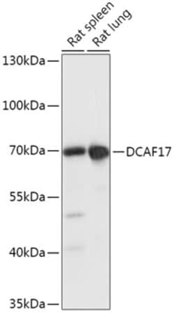 Invitrogen DCAF17 Polyclonal Antibody 100 &mu;L; Unconjugated:Antibodies,