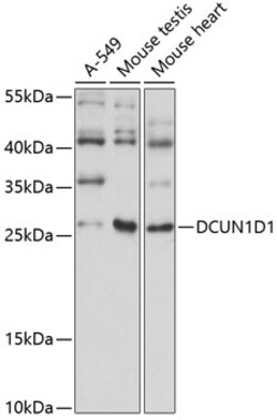 Invitrogen DCUN1D1 Polyclonal Antibody 100 &mu;L; Unconjugated:Antibodies,