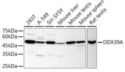Invitrogen DDX39A Polyclonal Antibody 100 &mu;L; Unconjugated:Antibodies,