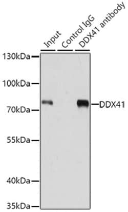 Invitrogen DDX41 Polyclonal Antibody 100 &mu;L; Unconjugated:Antibodies,