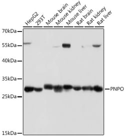 Invitrogen PNPO Polyclonal Antibody 100 &mu;L; Unconjugated:Antibodies,