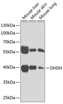 Invitrogen DHDH Polyclonal Antibody 100 &mu;L; Unconjugated:Antibodies,