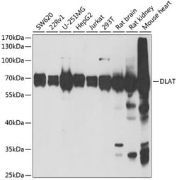 Invitrogen DLAT Polyclonal Antibody 100 &mu;L; Unconjugated:Antibodies,
