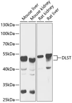 Invitrogen DLST Polyclonal Antibody 100 μL; Unconjugated:Antibodies,