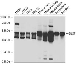Invitrogen DLST Polyclonal Antibody 100 μL; Unconjugated:Antibodies,