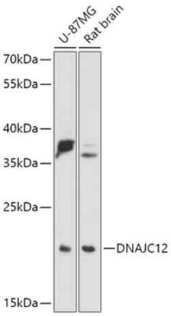 Invitrogen DNAJC12 Polyclonal Antibody 100 μL; Unconjugated:Antibodies,