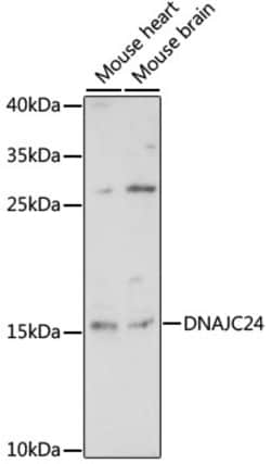 Invitrogen DNAJC24 Polyclonal Antibody 100 &mu;L; Unconjugated:Antibodies,