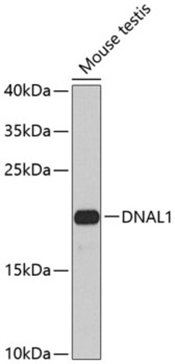DNAL1 Polyclonal Antibody:Antibodies, Polyclonal