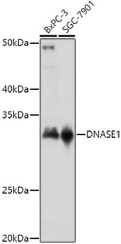 Invitrogen DNase I Polyclonal Antibody 100 &mu;L; Unconjugated:Antibodies,