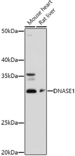 Invitrogen DNase I Polyclonal Antibody 100 &mu;L; Unconjugated:Antibodies,