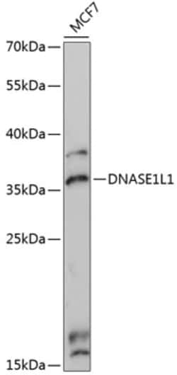 Invitrogen DNASE1L1 Polyclonal Antibody 100 &mu;L; Unconjugated:Antibodies,