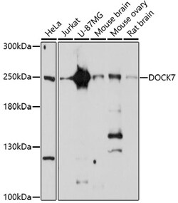 Invitrogen DOCK7 Polyclonal Antibody 100 &mu;L; Unconjugated:Antibodies,