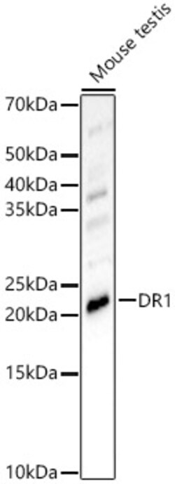 Invitrogen DR1 Polyclonal Antibody 100 &mu;L; Unconjugated:Antibodies,