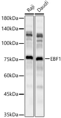 Invitrogen EBF1 Polyclonal Antibody 100 &mu;L; Unconjugated:Antibodies,