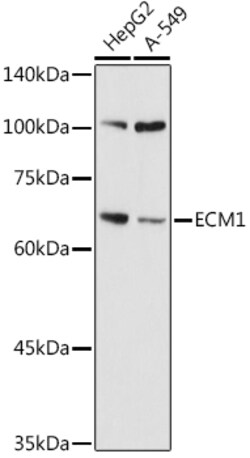 Invitrogen ECM1 Polyclonal Antibody 100 &mu;L; Unconjugated:Antibodies,