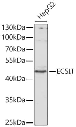 Invitrogen ECSIT Polyclonal Antibody 100 &mu;L | Buy Online | Invitrogen&trade; | Fisher Scientific