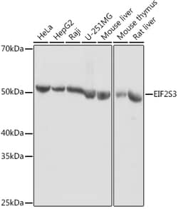 Invitrogen eIF2 gamma Polyclonal Antibody 100 &mu;L; Unconjugated:Antibodies,
