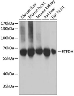 Invitrogen ETFDH Polyclonal Antibody 100 &mu;L; Unconjugated:Antibodies,