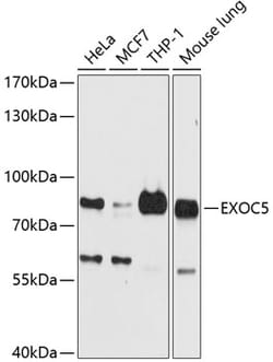 Invitrogen EXOC5 Polyclonal Antibody 100 &mu;L; Unconjugated:Antibodies,
