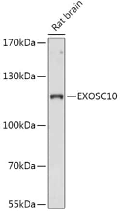 Invitrogen EXOSC10 Polyclonal Antibody 100 &mu;L; Unconjugated:Antibodies,