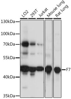 Invitrogen F7 Polyclonal Antibody 100 &mu;L; Unconjugated:Antibodies, Polyclonal