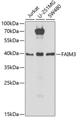 Invitrogen FAIM3 Polyclonal Antibody 100 &mu;L; Unconjugated:Antibodies,