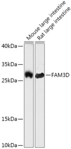 Invitrogen FAM3D Polyclonal Antibody 100 &mu;L; Unconjugated:Antibodies,