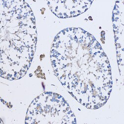 Invitrogen FAM3D Polyclonal Antibody 100 &mu;L; Unconjugated:Antibodies,