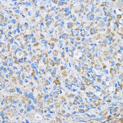 Invitrogen FAM3D Polyclonal Antibody 100 &mu;L; Unconjugated:Antibodies,