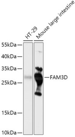 Invitrogen FAM3D Polyclonal Antibody 100 &mu;L; Unconjugated:Antibodies,