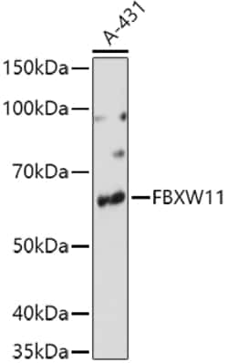 Invitrogen FBXW11 Polyclonal Antibody 100 μL; Unconjugated:Antibodies,