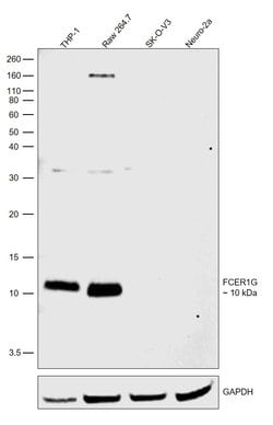 Invitrogen FCER1G Polyclonal Antibody 100 &mu;L; Unconjugated:Antibodies,