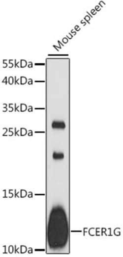 Invitrogen FCER1G Polyclonal Antibody 100 &mu;L; Unconjugated:Antibodies,