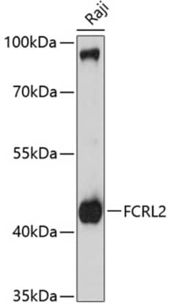 Invitrogen FCRL2 Polyclonal Antibody 100 &mu;L; Unconjugated:Antibodies,