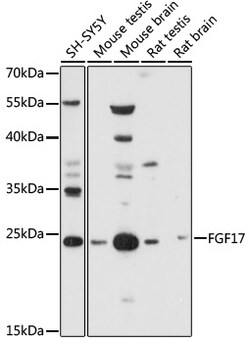 Invitrogen FGF17 Polyclonal Antibody 100 &mu;L; Unconjugated:Antibodies,