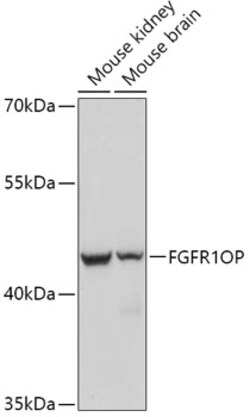 Invitrogen FGFR1OP Polyclonal Antibody 100 &mu;L; Unconjugated:Antibodies,