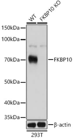 Invitrogen FKBP10 Polyclonal Antibody 100 μL; Unconjugated:Antibodies,