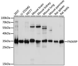 Invitrogen FN3KRP Polyclonal Antibody 100 &mu;L; Unconjugated:Antibodies,