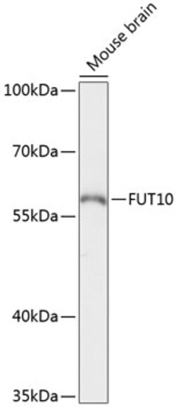 Invitrogen FUT10 Polyclonal Antibody 100 μL; Unconjugated:Antibodies,