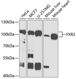 Invitrogen FXR2 Polyclonal Antibody 100 &mu;L; Unconjugated:Antibodies,