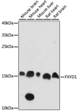 Invitrogen FXYD1 Polyclonal Antibody 100 &mu;L; Unconjugated:Antibodies,