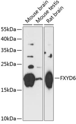 Invitrogen FXYD6 Polyclonal Antibody 100 &mu;L; Unconjugated:Antibodies,