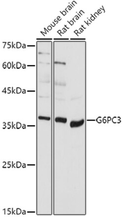 Invitrogen G6PC3 Polyclonal Antibody 100 &mu;L; Unconjugated:Antibodies,