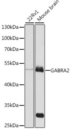 Invitrogen GABRA2 Polyclonal Antibody 100 &mu;L; Unconjugated:Antibodies,