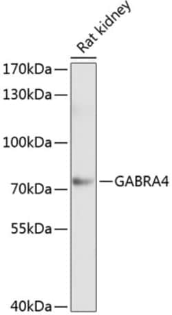 Invitrogen GABRA4 Polyclonal Antibody 100 μL; Unconjugated:Antibodies,